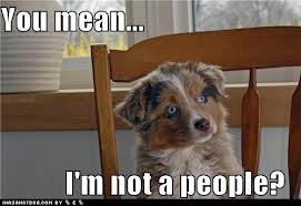 c173_cute-puppy-pictures-you-mean-im-not-a-people